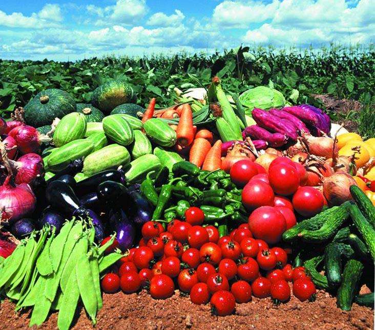蔬菜配送過程中的損耗問題分析